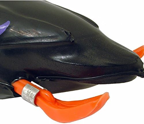 Dokken Dead Fowl Black Duck Hunting Dog Retriever Trainer
