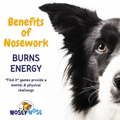The Nosey Nose Dog Scent Training Kit - Anise Scent Zipper Pouch with Bag & Brain Puzzle Games - Nosework Scentwork Games for All Ages Dog