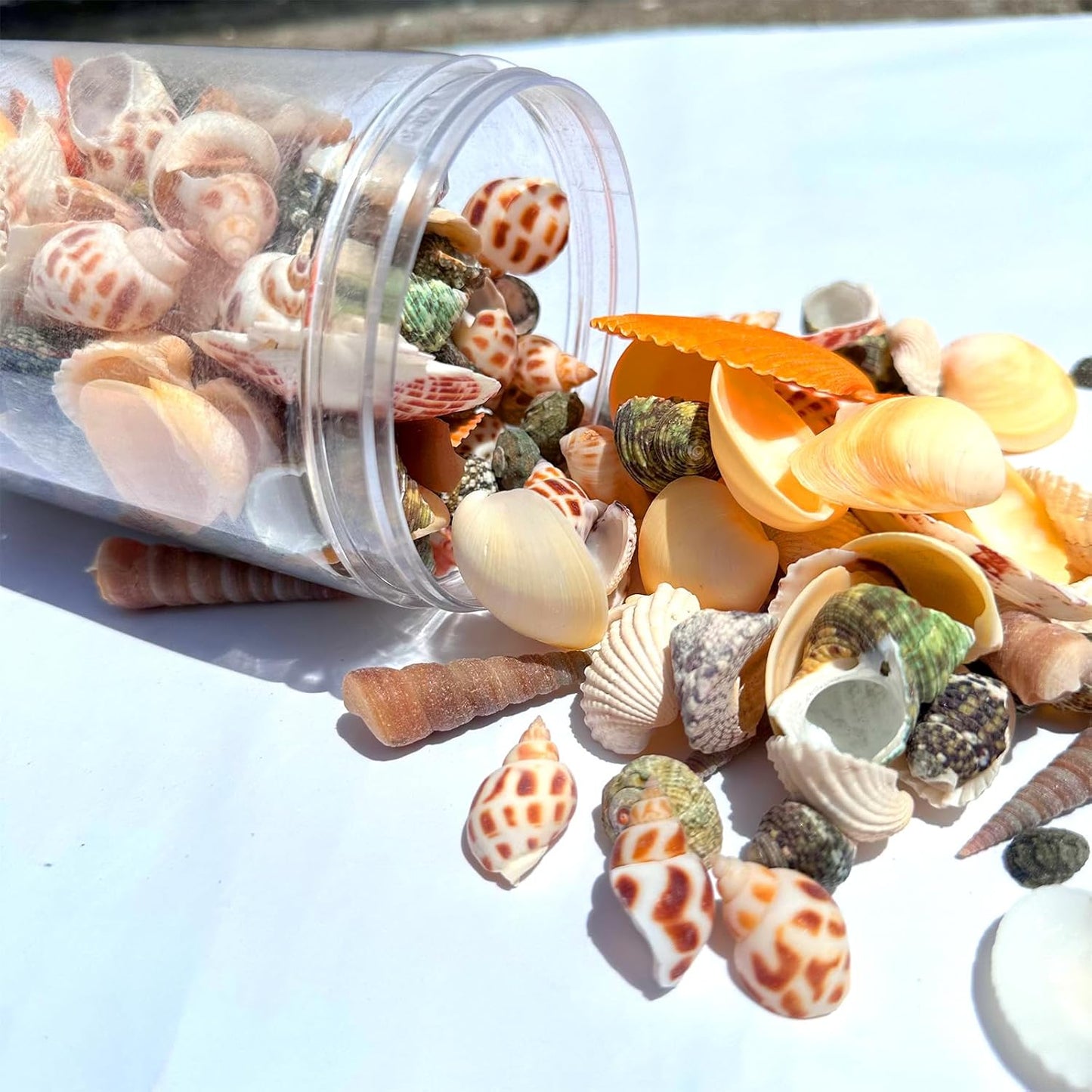 210pcs Mixed Beach Seashells Sea Shells Conch for Beach Theme Party Decorations DIY Crafts Candle Making Fish Tank Vase Fillers Home Decorations