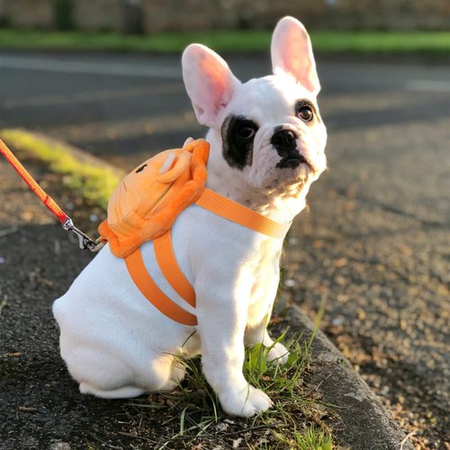 ROZKITCH Dog Backpack Harness, Soft and Adjustable Pet Saddle No Pull Bag with D-Ring for Small Medium Dogs, Cute Lion Design for Outdoor Travel, Walking, and Hiking Animal Self Carrier Bag M