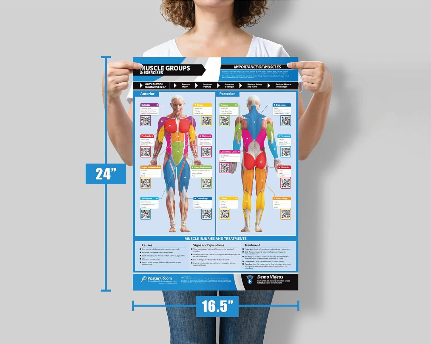 Muscle Groups Workout Poster - Laminated Home Gym Decor with Free Training Video