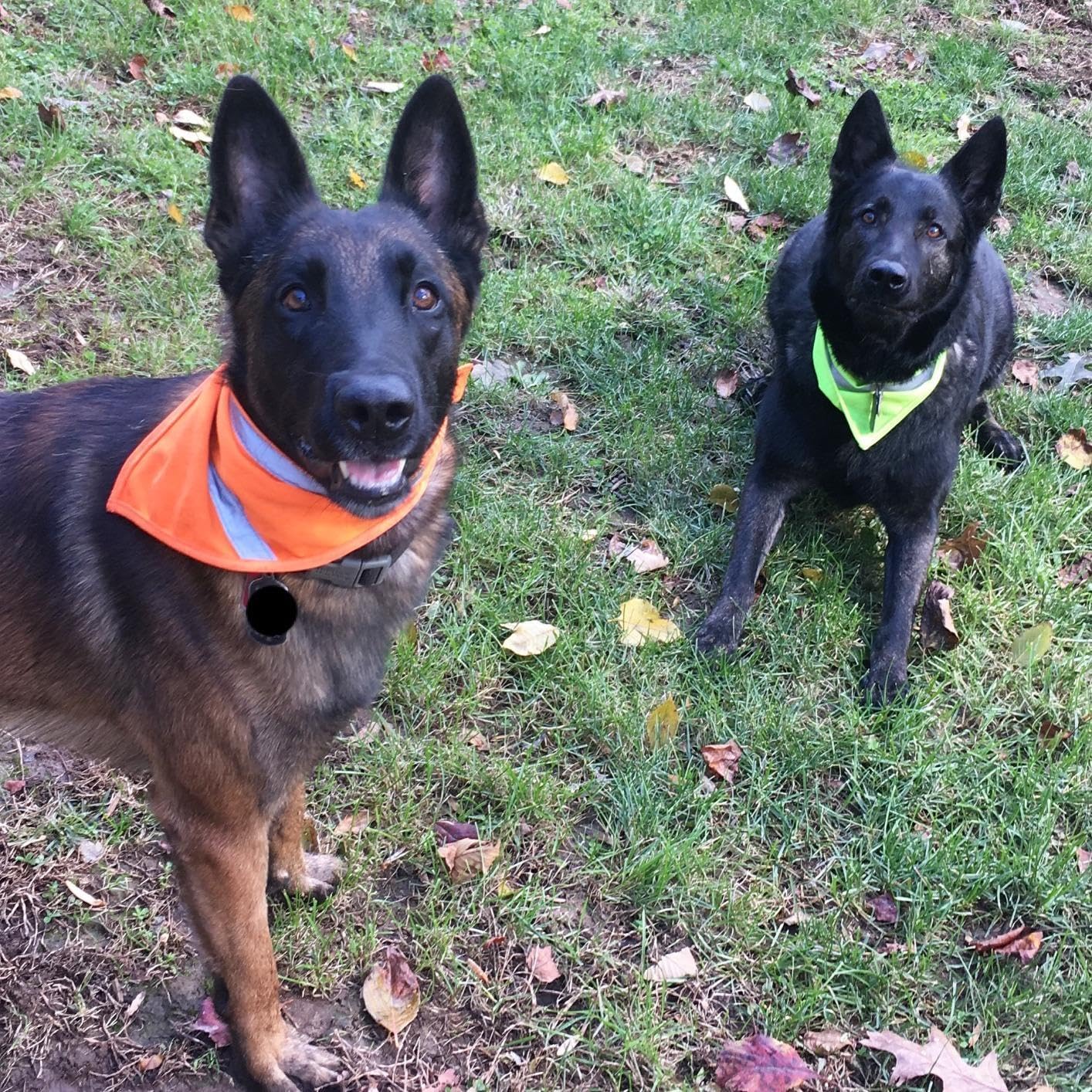2 Pack Reflective Dog Bandana for Night Safety - High Visibility Adjustable Dog Scarf in Orange/Yellow, Fits Small Medium Large Dogs(Large)