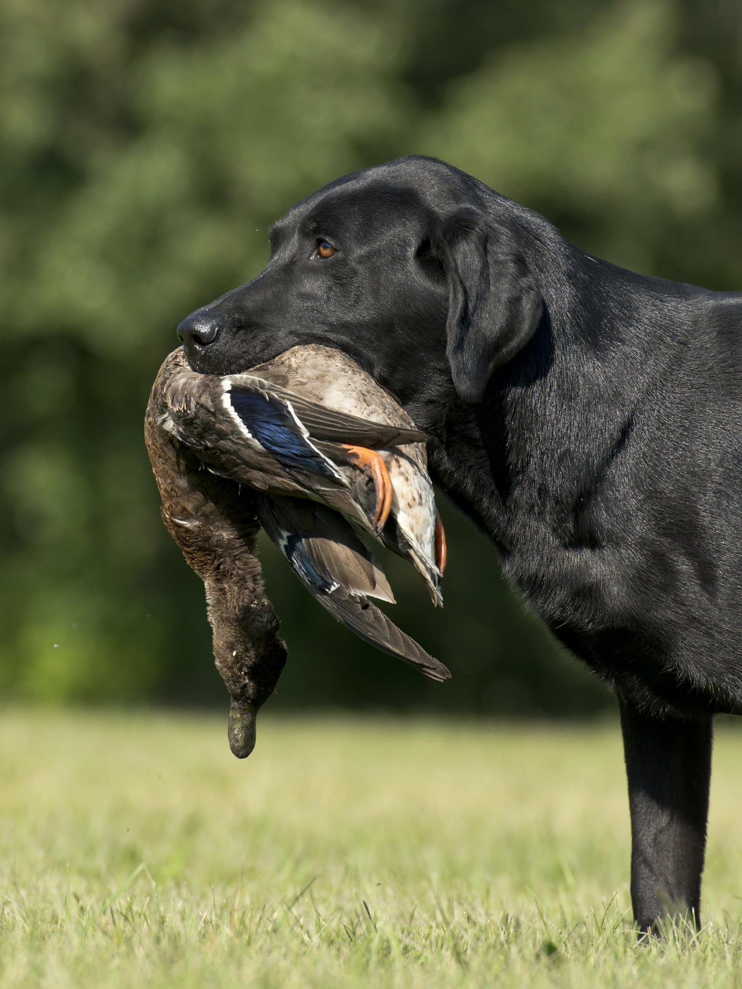 HuntEmUp Ultimate Greenwinged Teal Dog Training Dummy Retrieving EZ Teal Duck Bumper Retriever Fowl Dead Green Wing Teal