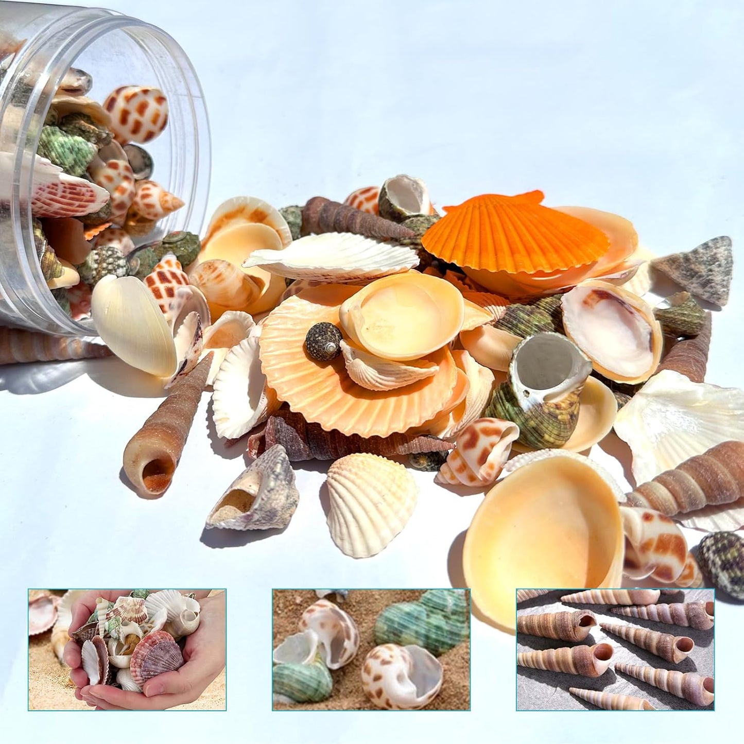 210pcs Mixed Beach Seashells Sea Shells Conch for Beach Theme Party Decorations DIY Crafts Candle Making Fish Tank Vase Fillers Home Decorations