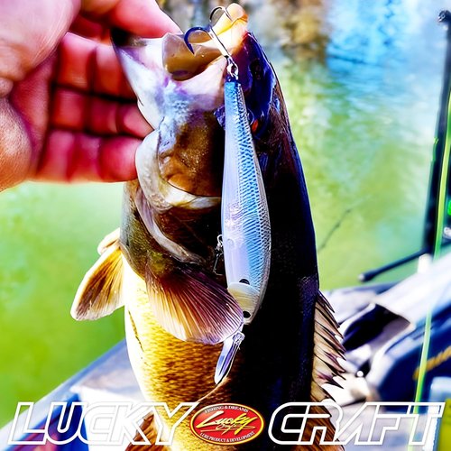 LUCKY CRAFT Pointer 100DD Fishing Lures for Freshwater, 4" Deep Diving and Suspending Jerkbait, Trout, Bass Lures, Tournament Winning, Premium Fishing Gear and Tackle Box Accessories