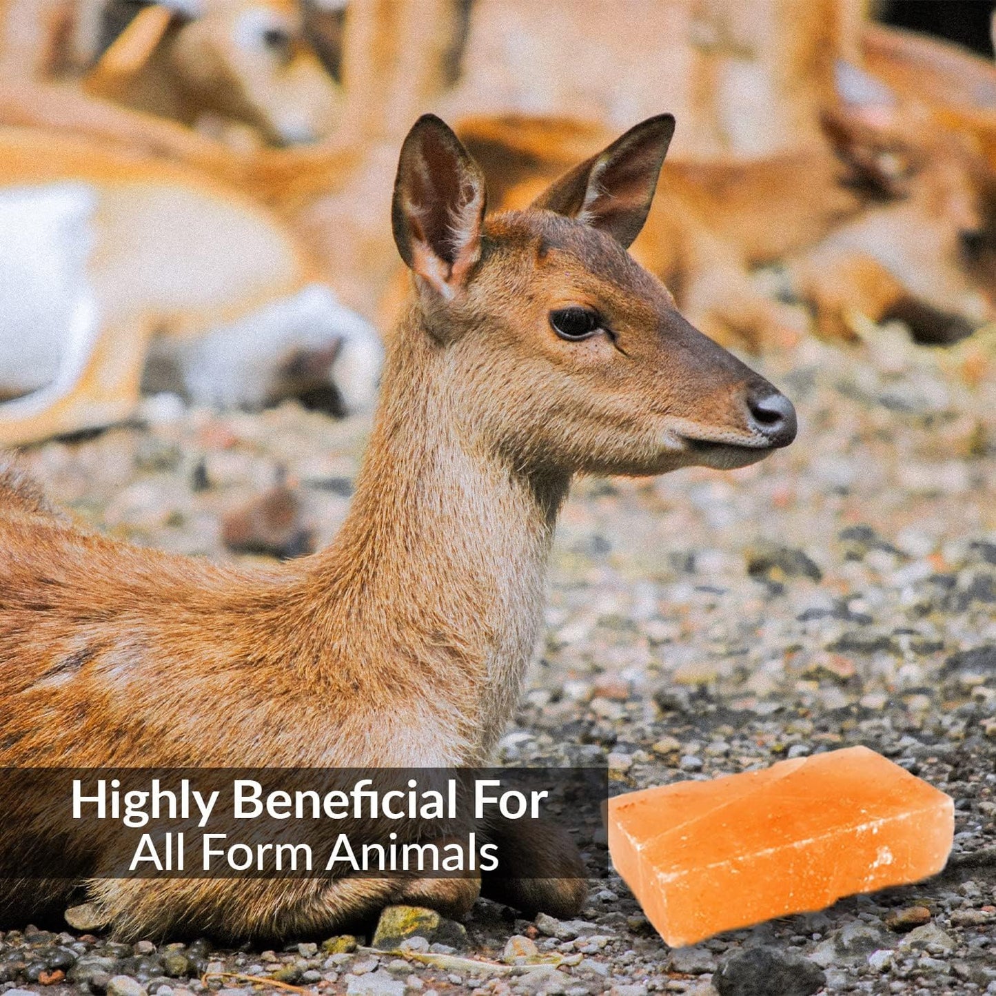 100% Natural Himalayan Rock Deer Salt Licking Block - Animal Licking Mineral Salt Block, Natural Feed Salts Bricks For Deer and Livestock Animals - 5 Lbs, 2x4x8 inch, Pack of 1