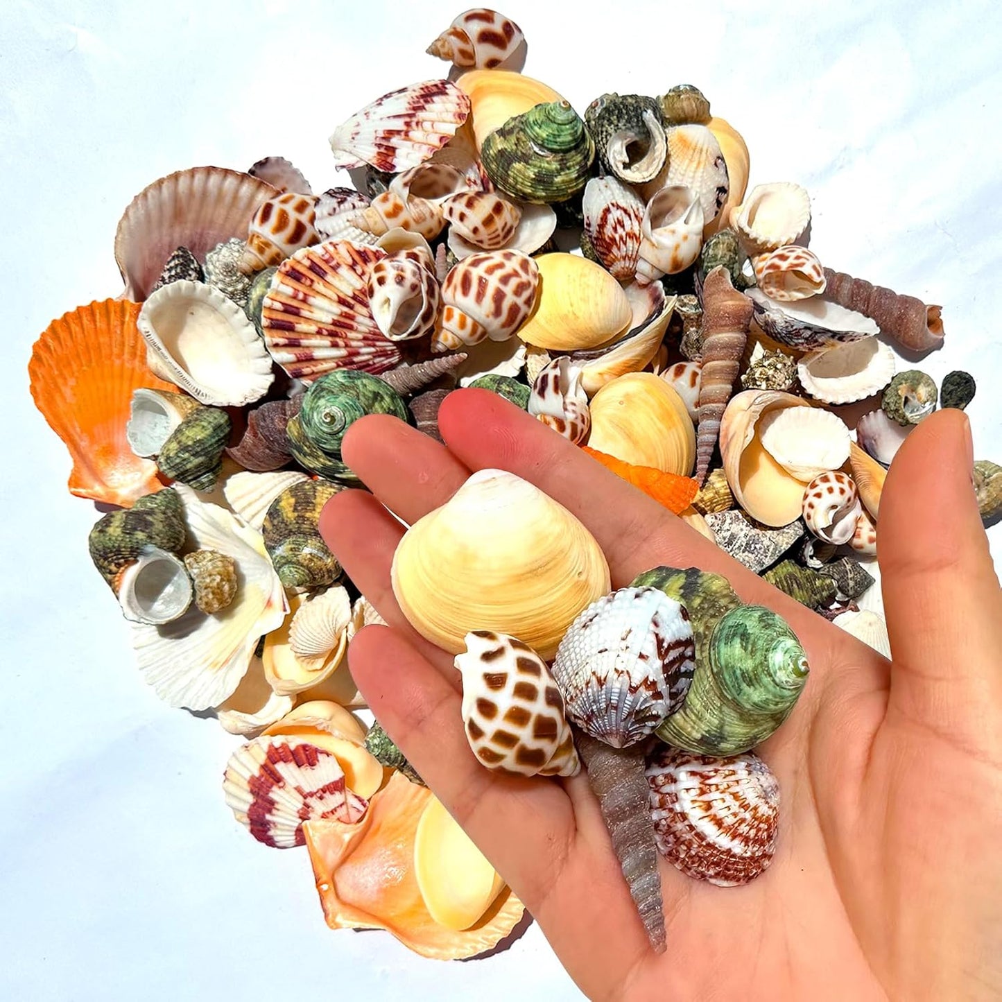 210pcs Mixed Beach Seashells Sea Shells Conch for Beach Theme Party Decorations DIY Crafts Candle Making Fish Tank Vase Fillers Home Decorations