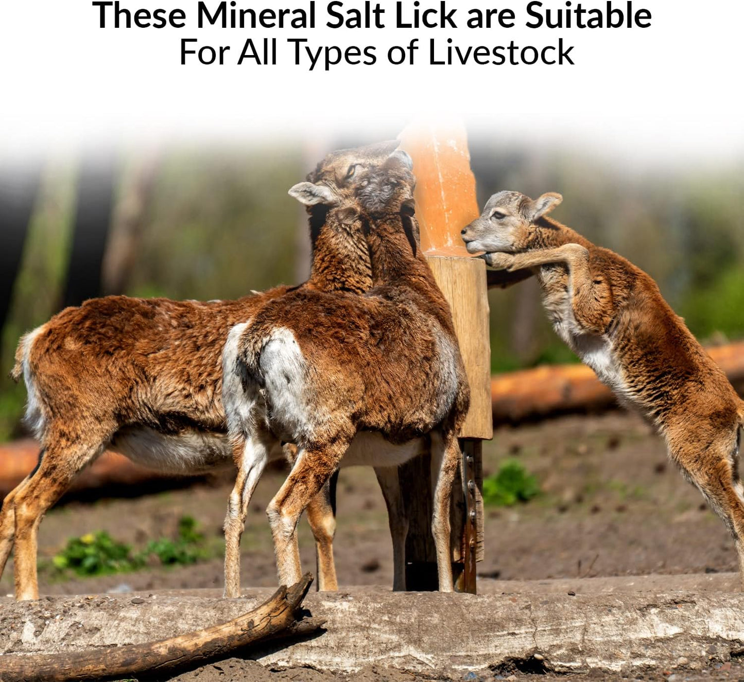 100% Natural Himalayan Rock Deer Salt Licking Block - Animal Licking Mineral Salt Block, Natural Feed Salts Bricks For Deer and Livestock Animals - 5 Lbs, 2x4x8 inch, Pack of 1