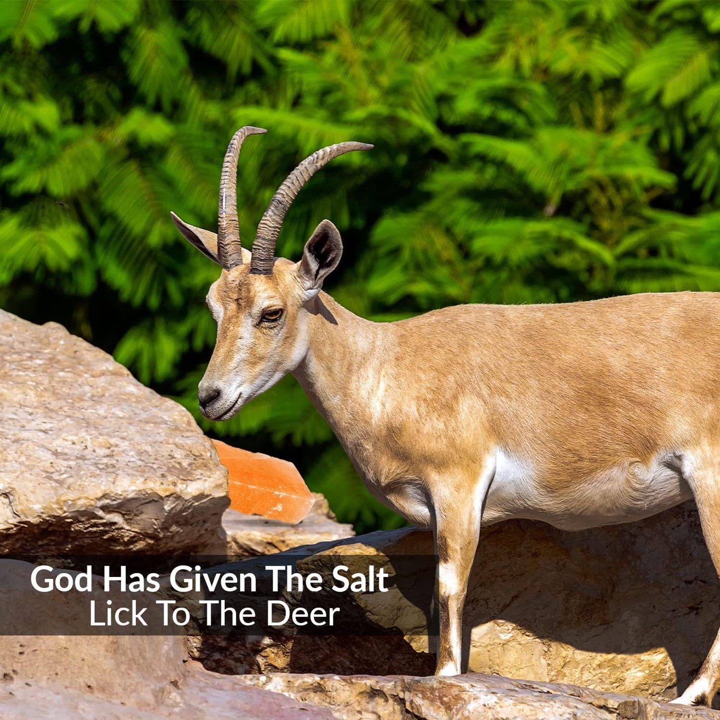 100% Natural Himalayan Rock Deer Salt Licking Block - Animal Licking Mineral Salt Block, Natural Feed Salts Bricks For Deer and Livestock Animals - 5 Lbs, 2x4x8 inch, Pack of 1