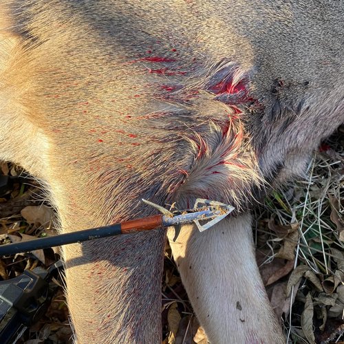 Bloodsport Gravedigger 4-Blade Hunting Hybrid Mechanical Broadhead with Cut-on-Contact Tip - 100 Grains | 1" Fixed 1.75" Mechanical Cutting Diameter | 3 Pack