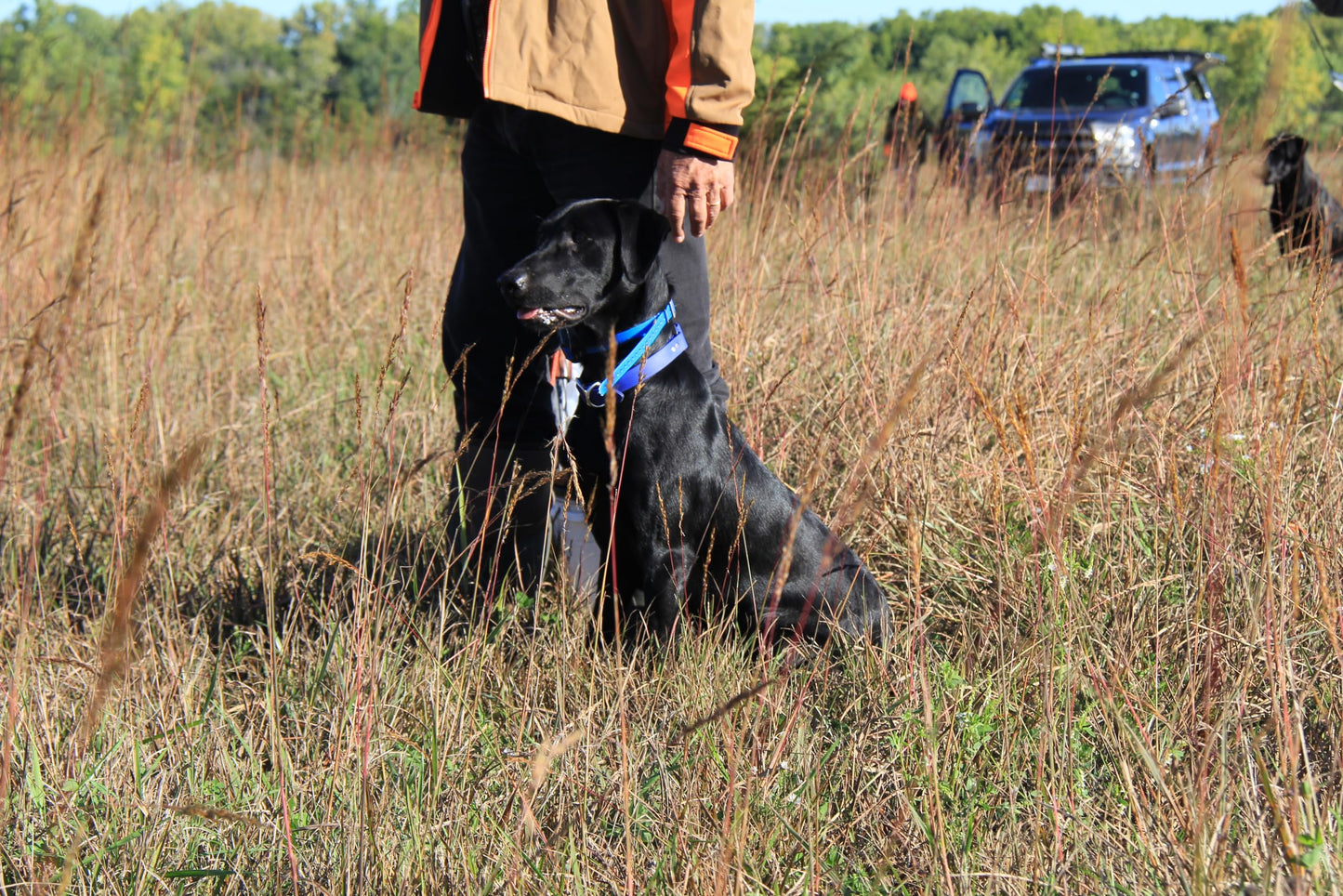 HuntEmUp Ultimate Greenwinged Teal Dog Training Dummy Retrieving EZ Teal Duck Bumper Retriever Fowl Dead Green Wing Teal