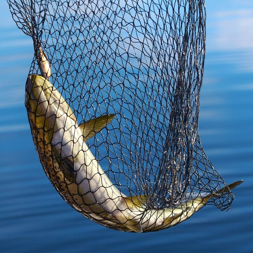 Fishing Net with Telescoping Handle- Collapsible and Adjustable Landing Net with Corrosion Resistant Handle and Carry Bag