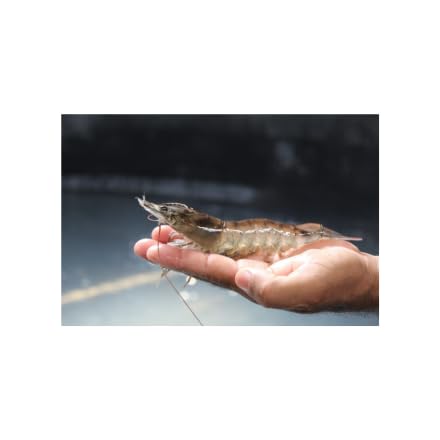 FISH KRACK - Baitfish Enhancement and Keeping Formula Additive for Minnow Buckets, Livewells and Bait Tanks. Keeps Holding Fish Alive Longer, Healthier, and Improves Performance Levels.