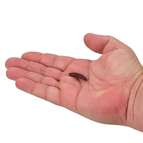 Berkley Gulp! Pinched Crawler Fishing Bait, Nightcrawler, 1in, Garlic Scent, Extreme Scent Dispersion, Realistic Nightcrawler Profile, Ideal for Panfish, Walleye and More