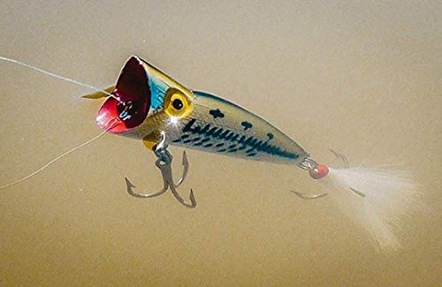Topwater Fishing Lure - Silver Shad, Pro Pop-R Plus, 1/4 oz, Versatile Bait