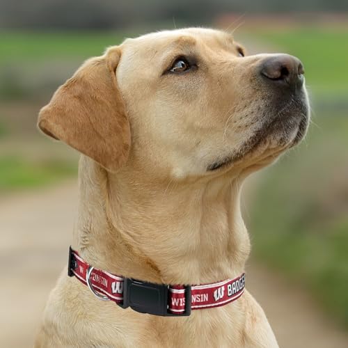 Small NCAA Wisconsin Badgers Pet Collar - Officially Licensed Sports Team Dog & Cat Accessory
