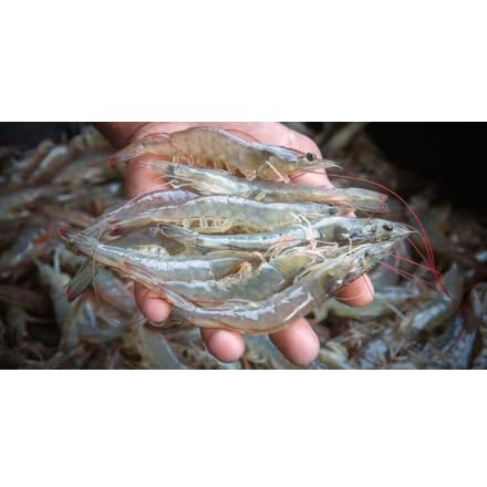 FISH KRACK - Baitfish Enhancement and Keeping Formula Additive for Minnow Buckets, Livewells and Bait Tanks. Keeps Holding Fish Alive Longer, Healthier, and Improves Performance Levels.