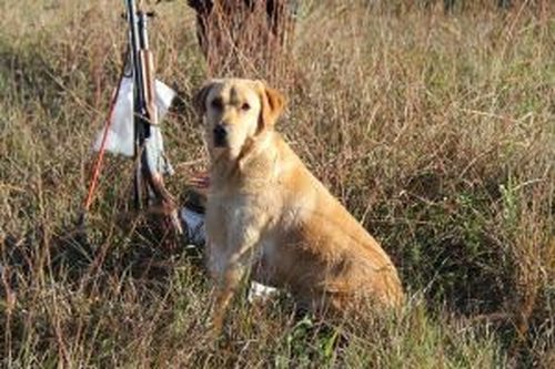HuntEmUp Ultimate Waterfowl Dog Training Scent - Waterfowl Scent for Dog Training Duck Goose Dog Training Scent
