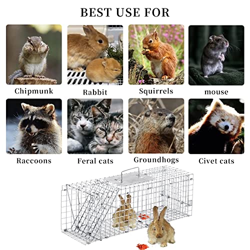 32 Inch Live Animal Trap for Raccoons & Cats - Heavy-Gauge Steel, Easy Setup