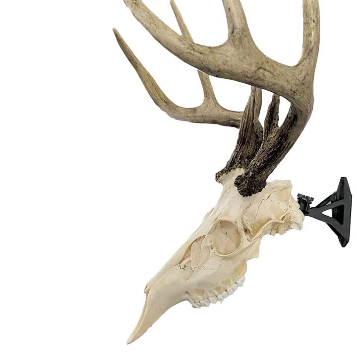 European Trophy Mounting Bracket for Medium Game Skulls - Fully Adjustable