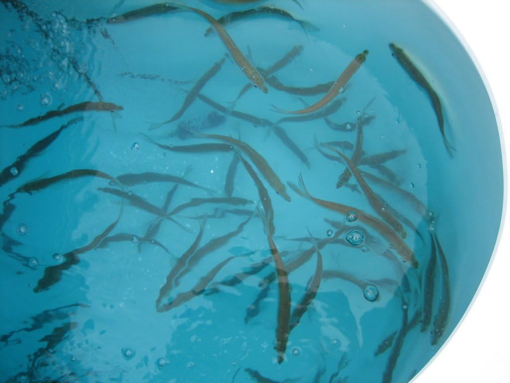 FISH KRACK - Baitfish Enhancement and Keeping Formula Additive for Minnow Buckets, Livewells and Bait Tanks. Keeps Holding Fish Alive Longer, Healthier, and Improves Performance Levels.