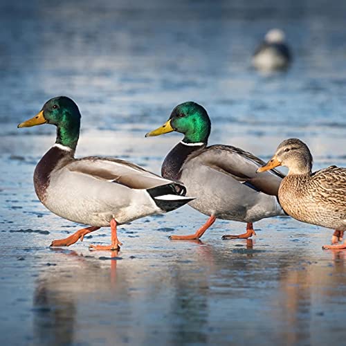 Haydel's Game Calls Inc. H2FH - Full House Duck Call Acrylic Mallard Duck Call (Single Reed, Black)