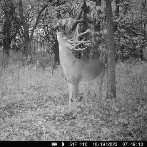 Deer Scent Blend with Buck Urine for Hunting, 2 oz - Wildlife Attractant