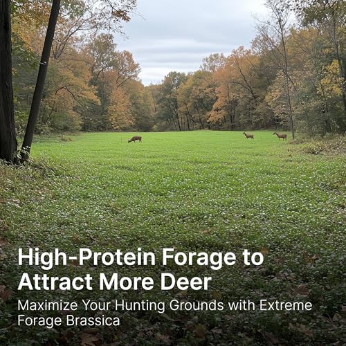 Extreme Forage Brassica Food Plot Seeds - 3 lbs Pack for Deer, 1/2 Acre