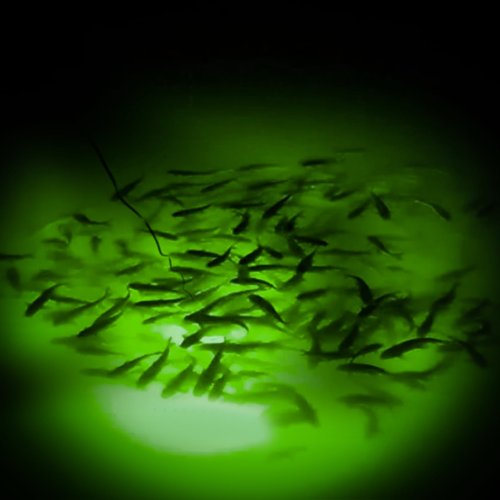 ReeMoo 12V 126 LEDs 13W Fishing Light Underwater Night Fishing Lure Finder Light Green Submersible Fishing Lights with 5M Power Cord for Pool Boat Sea Ice Fishing Attractants More Fish
