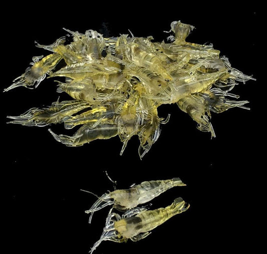10 Pcs Soft Shrimp Bait Fishing Gear Simulation Fake Bait Grass Shrimp Lures Cost-Effective Convenient Soft Lures, Baits and Attractants（4cm）