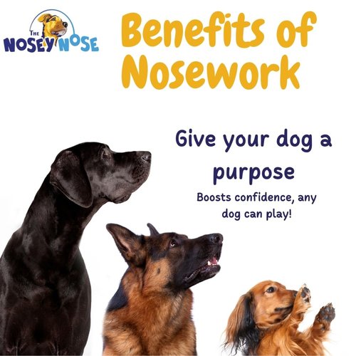 The Nosey Nose Dog Scent Training Kit - Anise Scent Zipper Pouch with Bag & Brain Puzzle Games - Nosework Scentwork Games for All Ages Dog