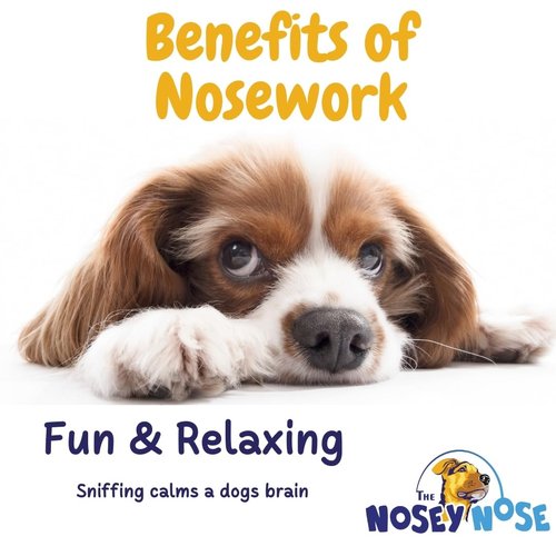 The Nosey Nose Dog Scent Training Kit - Anise Scent Zipper Pouch with Bag & Brain Puzzle Games - Nosework Scentwork Games for All Ages Dog
