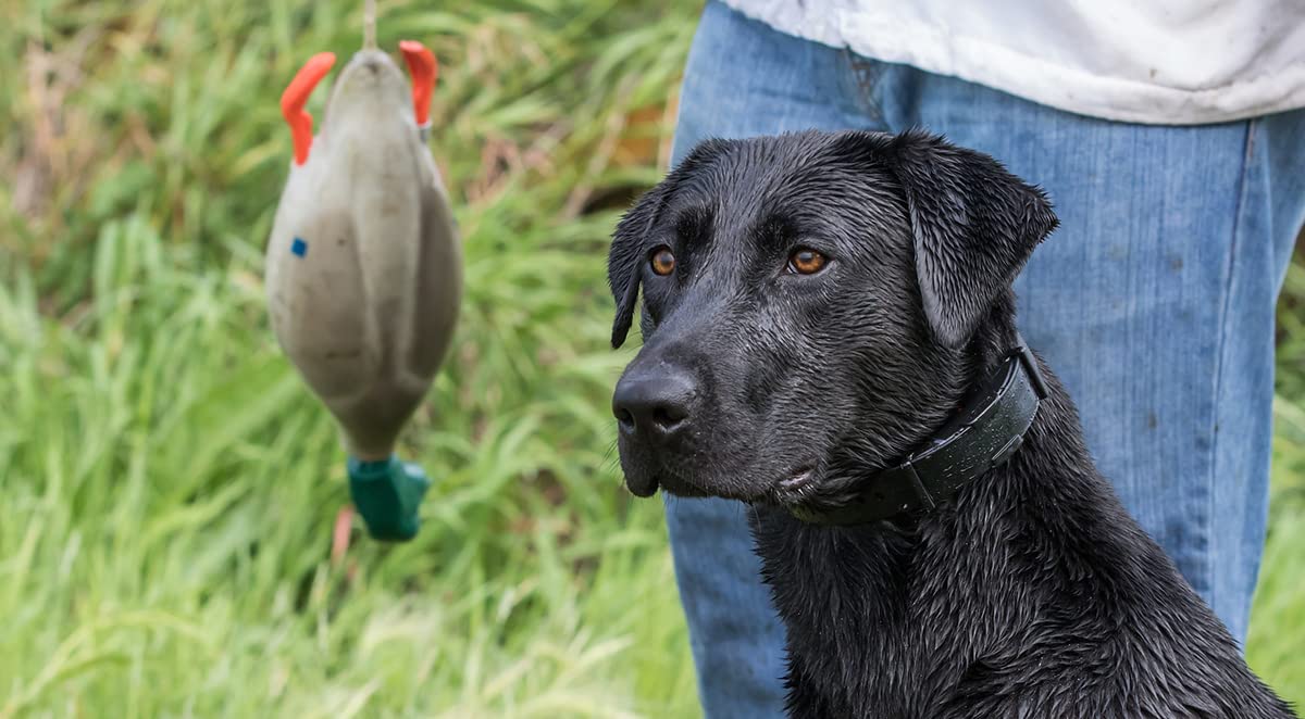 HUNTARMOR Duck Dummy Bumper: Bird Training Dummy for Training Hunting Dogs, Mimics Dead Duck Bumper Toy for Waterfowl Hunting Retriever Dog Training, Dog Bumper Hunting Dog Accessories