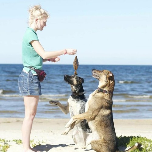 Douthfolle Morning Dove Dummy for Hunting Dog Dove Dog Training Dummy Bumper for HuntingTraining Dead Bird Bumper Trainer