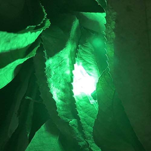 DEEPOWER X Lighted Nocks for Arrows .204”/.233”/.244”/.246” with ON/Off Switch 6-Pack with H, S, GT Bushings (Green-6Pack)