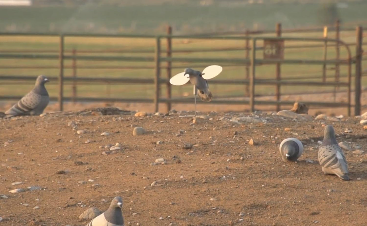 MOJO Outdoors Dove Hunting Decoys and Accessories – (Choose Style)