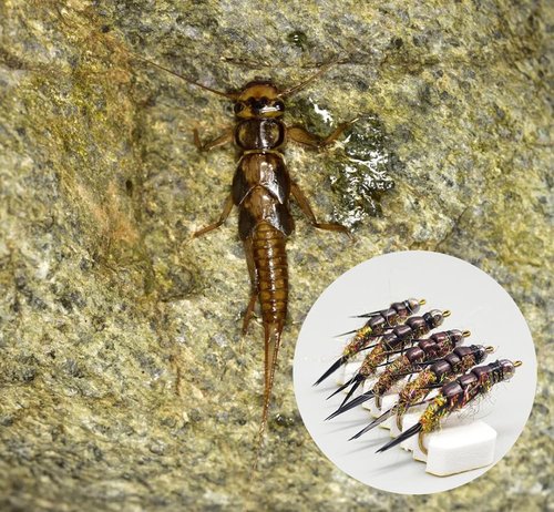 KTGCOZS Pack of 10 Nymph stonefly Fly Flies Trout Fishing Artificial Insect Fishing Bait Lure