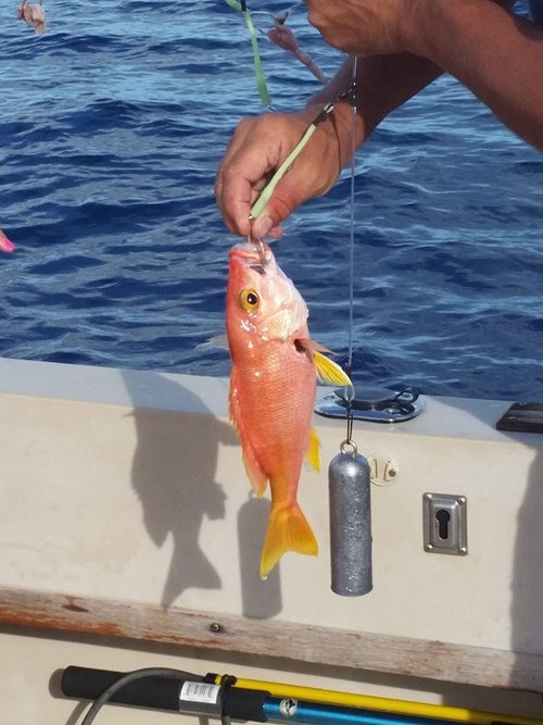 Deep Drop Rig, 3 Mustad Circle Hooks with Glow Sleeve