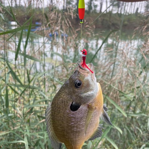 Bombite Weighted Bobbers for Fishing Floats Cigar Shape EVA Foam Snap-on Fishing Bobbers for Crappie Bluegill Panfish Trout Catfish Bass 10 Packs 2.5in