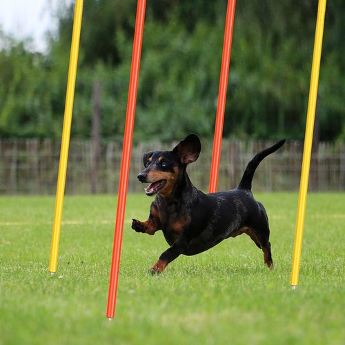 Silipull 4 Pcs Training Agility Poles 5ft Adjustable Soccer Training Poles Soccer Training Sticks Sports Speed and Agility Training Equipment for Football Sport Soccer Speed Training (Yellow, Orange)