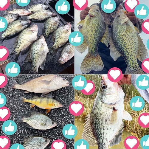 LURELINK Marabou Hair Jigs - Crappie & Panfish Fishing Baits & Lures Kit - 1/8, 1/16, 1/32 oz (Ultra Flash 30 Master Jigs, 1.8g)