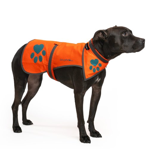 SafetyPUP XD Blaze Orange, Reflective Dog Vest & Bandana (Medium). Safety Gear to Help Prevent Hunting & Motorist Accidents.