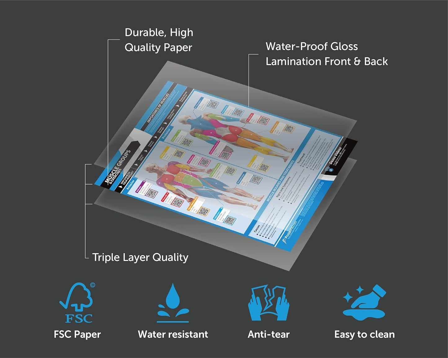 EXTRA LARGE Muscle Groups Workout Poster 33" x 23.5" - Laminated Gym & Home Fitness Chart with Video Support