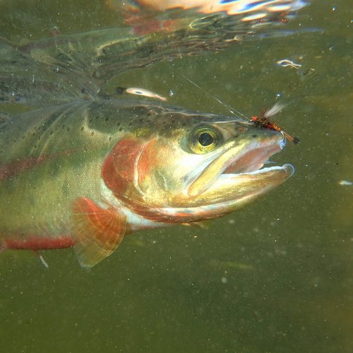 Goture Fly Fishing Flies,30pcs Fly Fishing Lures,Dry Flies Wet Flies Streamers Nymphs Flies, Fly Fishing Assortment Kit for Bass Trout Panfish Salmon Fishing