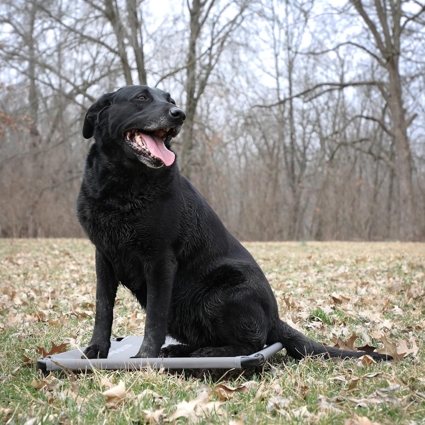 Momarsh Low Profile Dog Cot for Kennels, Crates, Boats & Layout Binds | Comfortable Low Profile Platform & Frame Fits in Most Medium Kennels