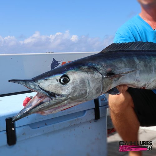 C&H, Lil Stubby Lure, Pink/White Skirt, Flat Head, 5.5 in / 14 cm