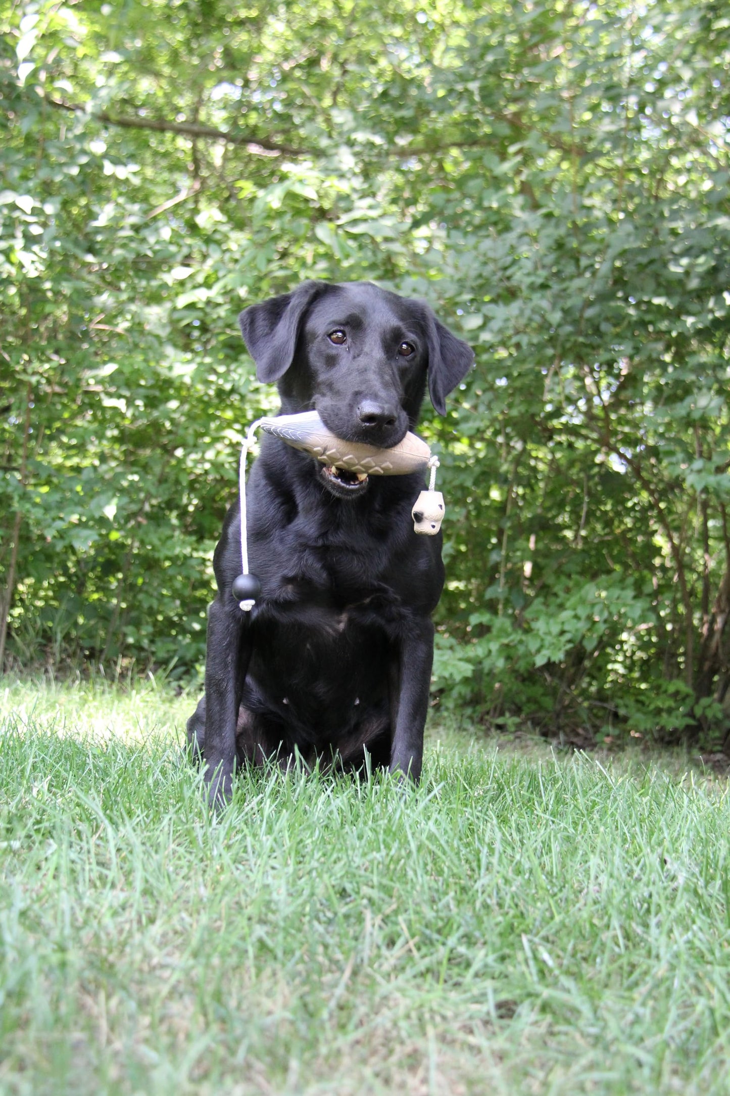 HuntEmUp Ultimate Dove Dog Training Dummy - Retrieving EZ Dove Duck Bumper- Retriever Fowl Dead Dove Realistic Size Mourning Dove Hunting Dog Bird Trainer