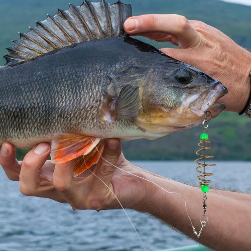 MAGICLULU 12 Pcs Fishing Feeder Bait Cage Spring Fishing Feeder Luminous Carp Fishing Feeder for Fishing