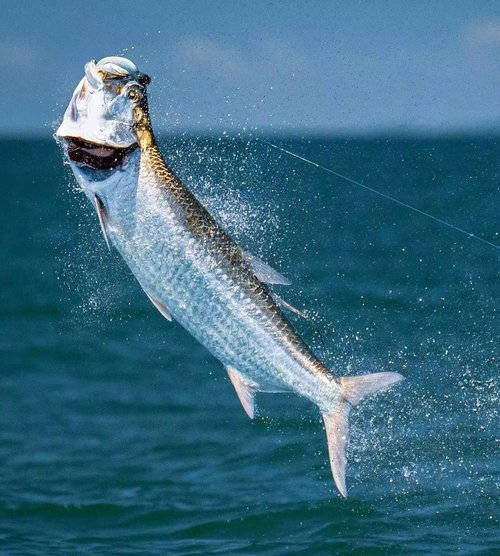 Xuvrir Fishing Hooks-Live Shrimp Hook,Bait Holder Hooks,Fishing Lures Saltwater Freshwater,2/3/4 Catfish Bass Fishing Gear Lure