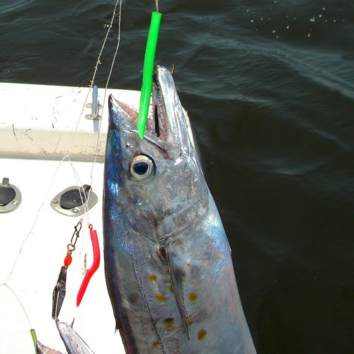 Clarkspoon Mackerel Tree Rig - 6 Pack - Rig for Trolling or Jigging Spanish Mackerel, Bluefish, Seabass and More